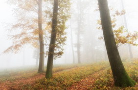有雾的森林秋天季节