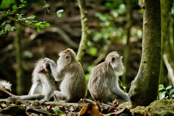 猴子猴子。fascicularis赋予伟大的Padangtegal寺庙神圣的猴子森林乌布巴厘岛印尼