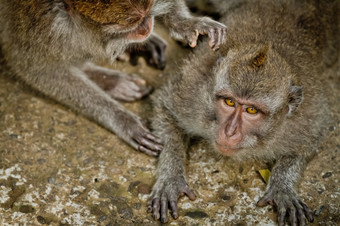 猴子猴子。fascicularis赋予伟大的Padangtegal寺庙神圣的猴子森林乌布巴厘岛印尼