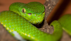 有毒的绿色毒蛇特写镜头肖像
