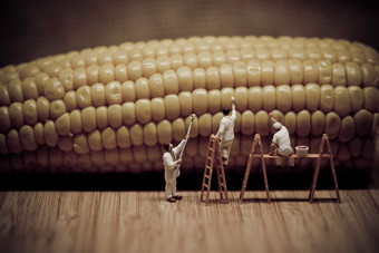 微型画家着色玉米的结实的矮宏照片微型画家着色玉米的结实的矮