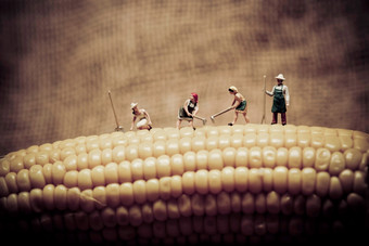 快乐农民收获玉米宏照片快乐农民收获玉米宏照片