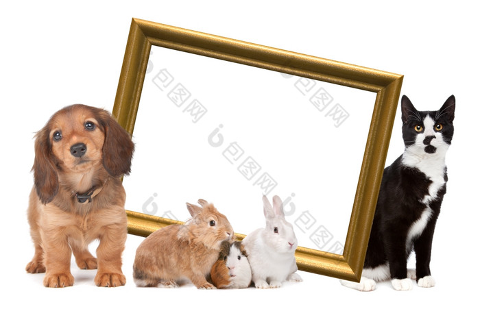 集团宠物站周围金图片框架前面白色背景