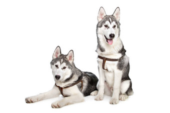 西伯利亚沙哑的两个西伯利亚沙哑的小狗前面白色背景