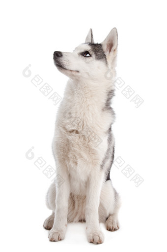 西伯利亚沙哑的小狗西伯利亚沙哑的小狗前面白色背景