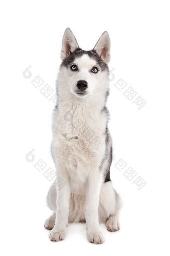 西伯利亚沙哑的小狗西伯利亚沙哑的小狗前面白色背景