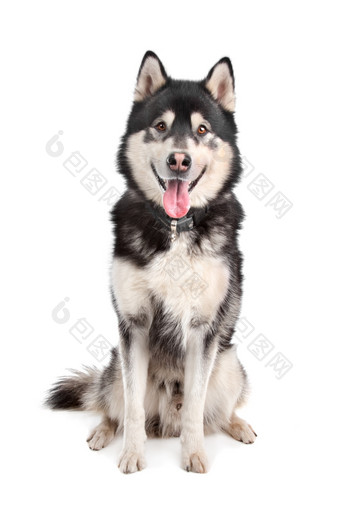 阿拉斯加<strong>雪橇犬</strong>阿拉斯加<strong>雪橇犬</strong>前面白色背景
