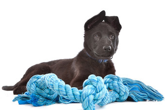黑色的牧羊人小狗狗与蓝色的玩具绳子黑色的牧羊人小狗狗与蓝色的玩具绳子前面白色背景