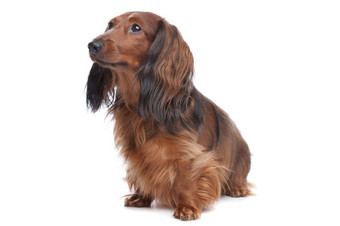 标准长头发的达克斯猎犬标准长头发的达克斯猎犬前面白色背景