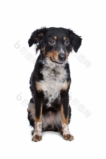 混合品种狗队员弗里斯兰语指针混合品种狗队员弗里斯兰语指针前面白色背景