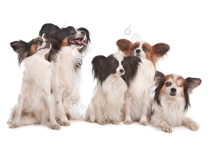 集团五个蝴蝶犬狗集团五个蝴蝶犬狗前面白色背景