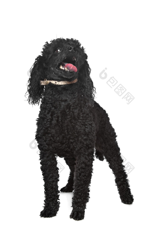 黑色的贵宾犬黑色的贵宾犬前面白色背景