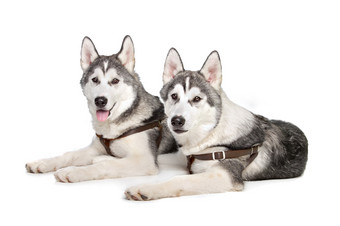 西伯利亚沙哑的两个西伯利亚沙哑的小狗前面白色背景