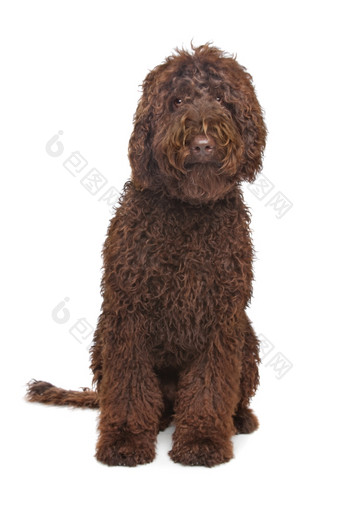 <strong>棕色</strong>（的）Labradoodle<strong>棕色</strong>（的）Labradoodle前面白色背景