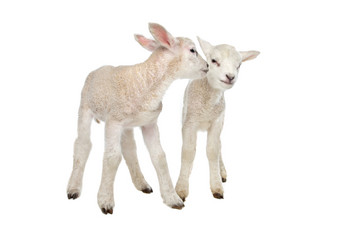 两个小羊羔两个小羊羔前面白色背景