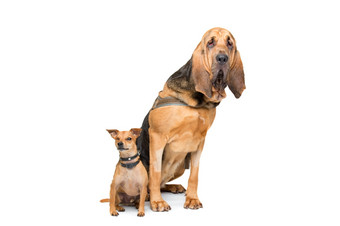 微型品和侦探犬微型品和侦探犬坐着前面白色背景