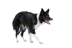 边境牧羊犬狗站前面白色背景黑色的和白色边境牧羊犬狗