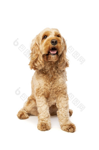 棕色（的）cockapoo狗前面白色背景棕色（的）cockapoo狗