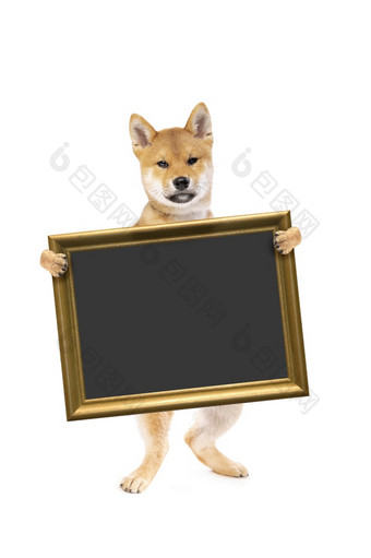 站芝犬儒小狗狗持有榜黑板上金框架孤立的白色背景站芝犬儒小狗狗持有榜黑板上