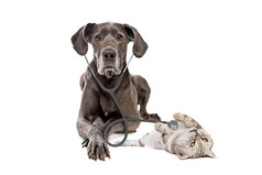 伟大的戴恩狗使用听诊器猫孤立的白色背景大狗接待兽医医生兽医诊所宠物健康哪和动物概念伟大的戴恩狗使用听诊器猫孤立的白色背景