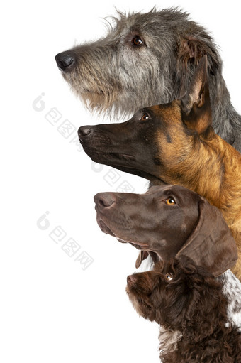 肖像四个狗看前面白色背景肖像四个狗看