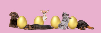 五个小狗安排周围金复活节鸡蛋前面柔和的粉红色的背景五个小狗安排周围金复活节鸡蛋