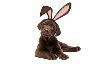 巧克力拉布拉多小狗狗与兔子耳朵前面白色背景巧克力拉布拉多小狗狗与兔子耳朵