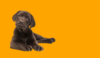 美丽的快乐巧克力拉布拉多小狗狗孤立的明亮的充满活力的橙色背景巧克力拉布拉多小狗狗