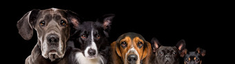 五个不同的大小狗孤立的黑色的背景五个不同的大小狗
