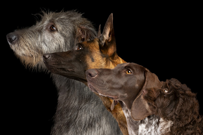集团一边视图肖像狗不同的品种对黑色的背景集团一边视图肖像四个狗