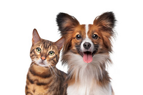 肖像狗和猫看的相机前面狗和猫在一起