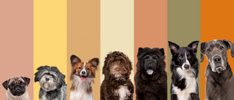 七个狗肖像前面朴实的自然颜色调色板所有看成的相机七个狗肖像前面自然颜色