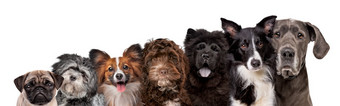 七个不同的狗品种肖像看的相机孤立的白色背景七个不同的狗品种肖像