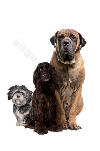 三个不同的<strong>大小</strong>狗孤立的前面白色背景三个不同的<strong>大小</strong>狗