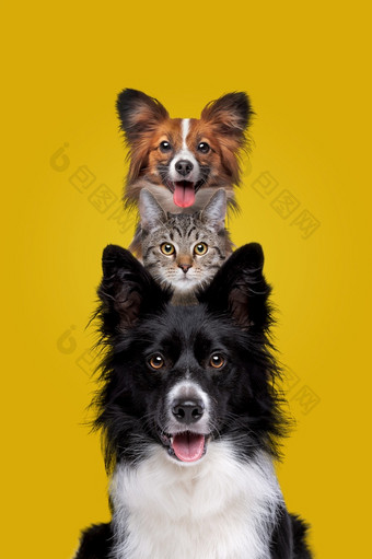 两个狗和一个猫盯着相机前面黄色的背景两个狗和一个猫盯着相机