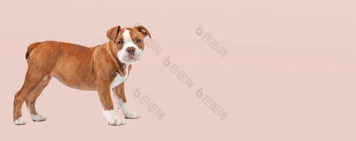 可爱的斗牛犬小狗狗站前面软粉红色的柔和的背景可爱的斗牛犬小狗狗