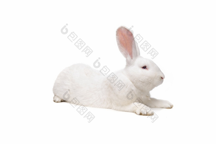 一边视图大白色兔子前面白色背景大白色兔子前面白色背景