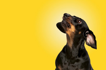 纯狗<strong>疯狂疯狂</strong>的达克斯猎犬概念运动行动运动孤立的黄色的梯度背景<strong>疯狂</strong>的和有趣的达克斯猎犬概念运动