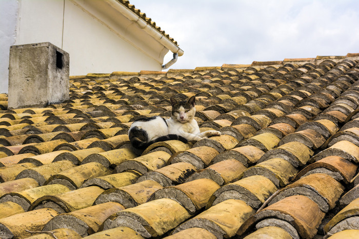 猫屋顶与瓷砖猫的屋顶图片