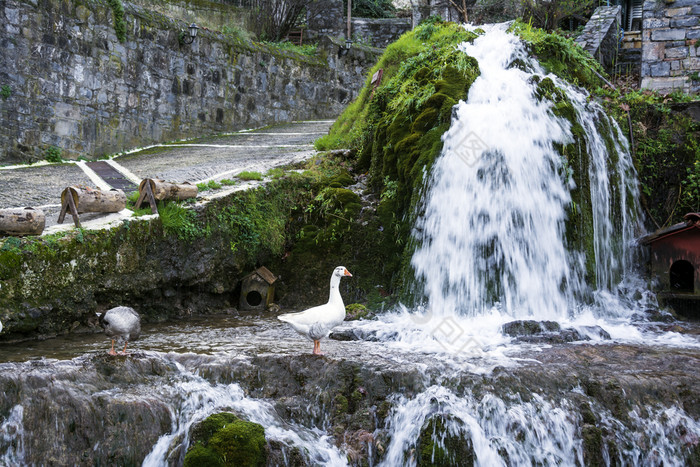 白色鸭与橙色嘴下一个瀑布白色鸭与橙色嘴下一个瀑布