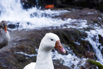 白色鸭与橙色嘴<strong>下一个</strong>瀑布白色鸭与橙色嘴<strong>下一个</strong>瀑布