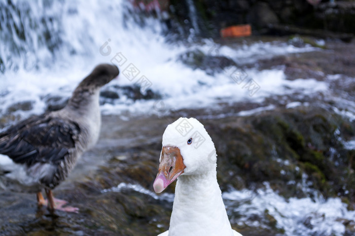 白色鸭子与橙色嘴下一个瀑布白色鸭子与橙色嘴下一个瀑布