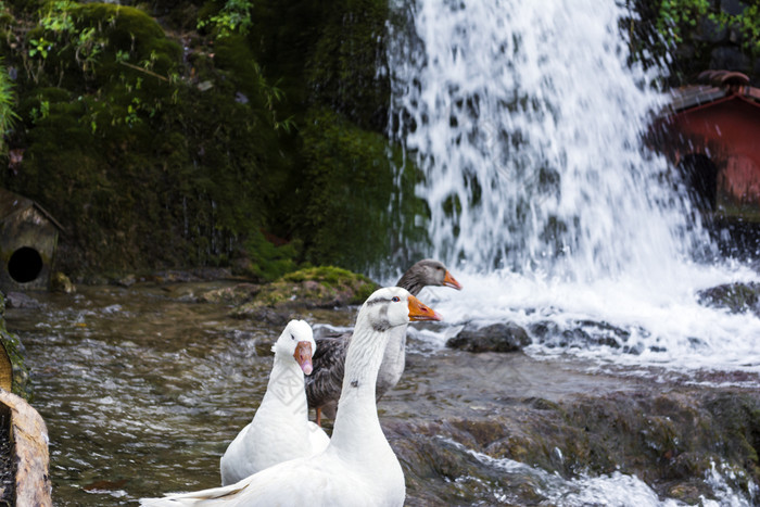 白色鸭子与橙色嘴下一个瀑布白色鸭子与橙色嘴下一个瀑布