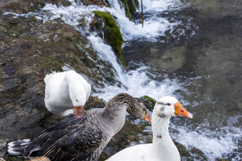 白色和灰色鸭子与橙色嘴下一个瀑布白色和灰色鸭子与橙色嘴下一个瀑布