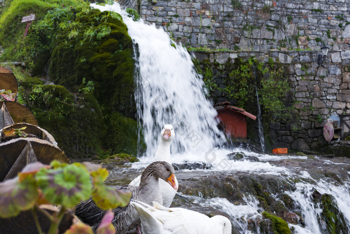 白色和灰色鸭子与橙色嘴下一个瀑布白色和灰色鸭子与橙色嘴下一个瀑布
