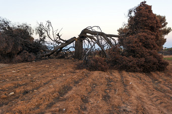 烧松树后<strong>大火</strong>死希腊烧松树后<strong>大火</strong>死希腊