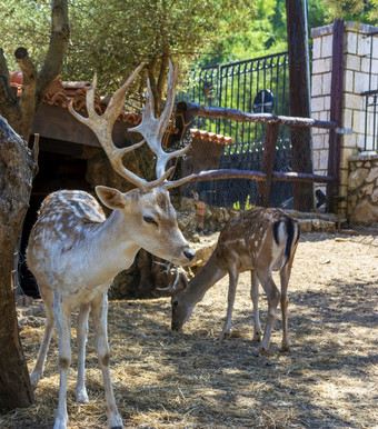 鹿放置圈养公园动物园阳光明媚的一天希腊鹿放置圈养公园动物园阳光明媚的一天希腊