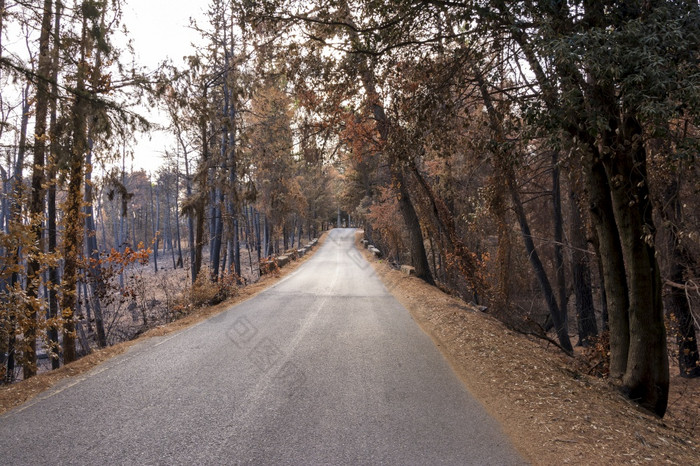 燃烧森林路阿提卡希腊后的bushfires帕尼萨山和的区Varympompi和爸爸早期8月的橡木森林有被完全烧燃烧森林路阿提卡希腊后的bushfires帕尼萨山和的区Varympompi和爸爸早期8月