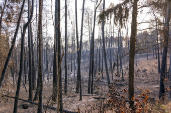 燃烧<strong>森林</strong>阿提卡希腊后的bushfires帕尼萨山和的区Varympompi和爸爸早期8月的橡木<strong>森林</strong>有被完全烧燃烧<strong>森林</strong>阿提卡希腊后的bushfires帕尼萨山和的区Varympompi和爸爸早期8月