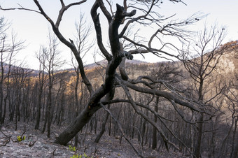 燃烧森林阿提卡希腊后的bushfires帕尼萨山和的区Varympompi和爸爸早期8月的橡木森林有被完全烧燃烧森林阿提卡希腊后的bushfires帕尼萨山和的区Varympompi和爸爸早期8月